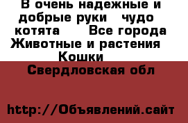 В очень надежные и добрые руки - чудо - котята!!! - Все города Животные и растения » Кошки   . Свердловская обл.